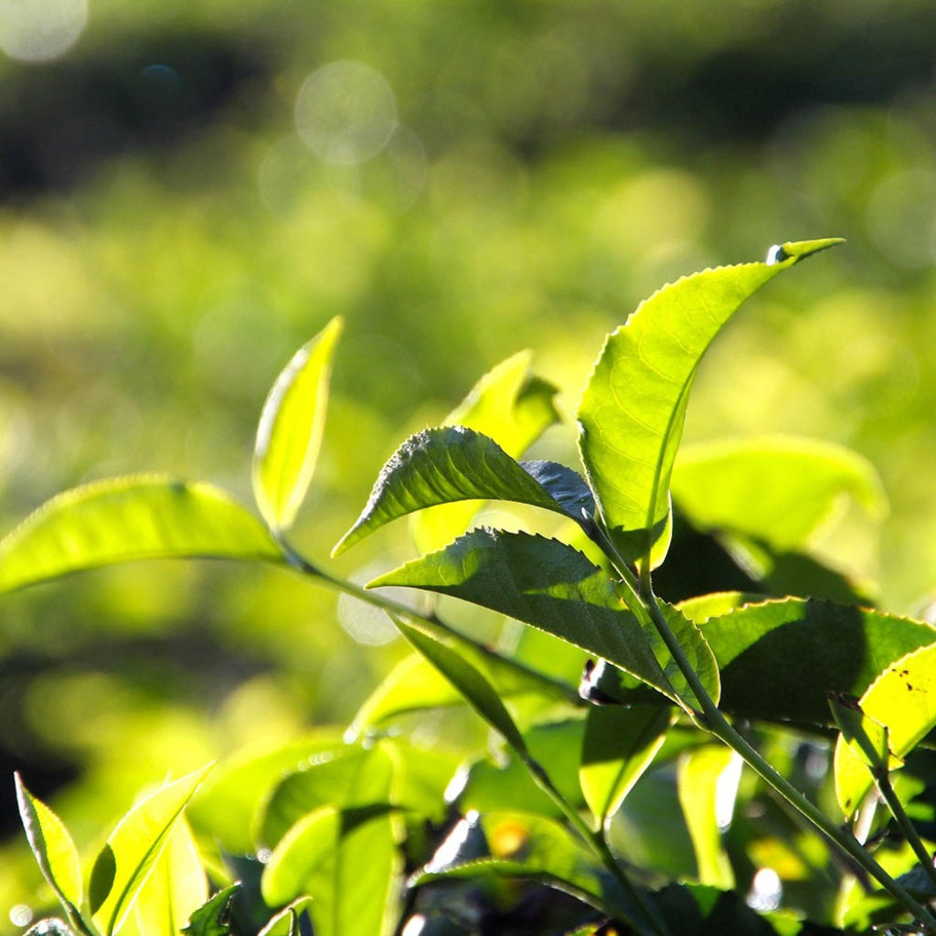 “Scorpio Sun Sign” An Enchanted, Crystal Infused Tea of Internal Fortitude