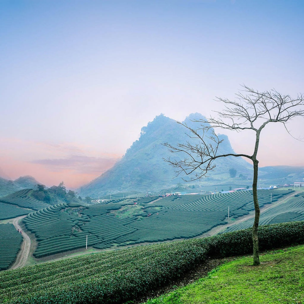 “Virgo Sun Sign” An Enchanted, Crystal Infused Tea of High Mental Acuity