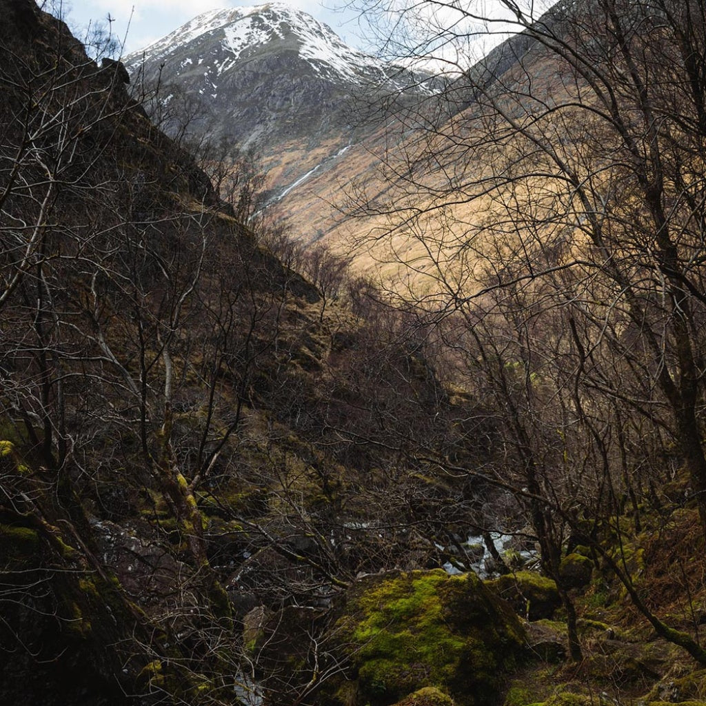 Zen of the Glen – Rare Crystal Elixir of Extraordinary Potency for True Stress Relief