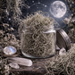 Celestial Aligned Spanish Moss - The Gray Veil of the Oaks