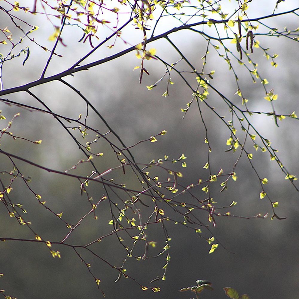 “Vibrant Renewal” Iced Tea – An Enchanted, Crystal Infused Tea