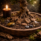 Celestial Aligned Oak Bark — The King of the Forest